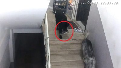 Apartmana giren köpekler misafirin ayakkabısını çaldı İki köpek girdikleri apartmandan misafirliğe gelen kişinin ayakkabısını çaldı. Köpeklerden