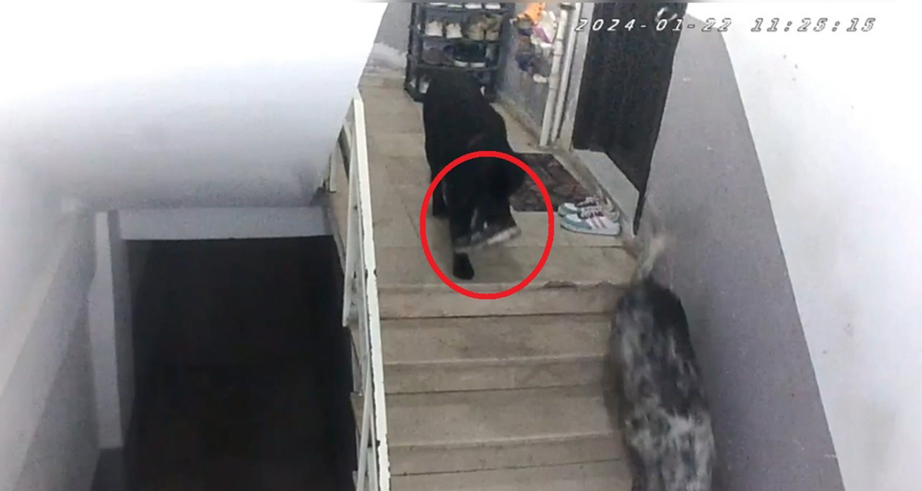 Apartmana giren köpekler misafirin ayakkabısını çaldı