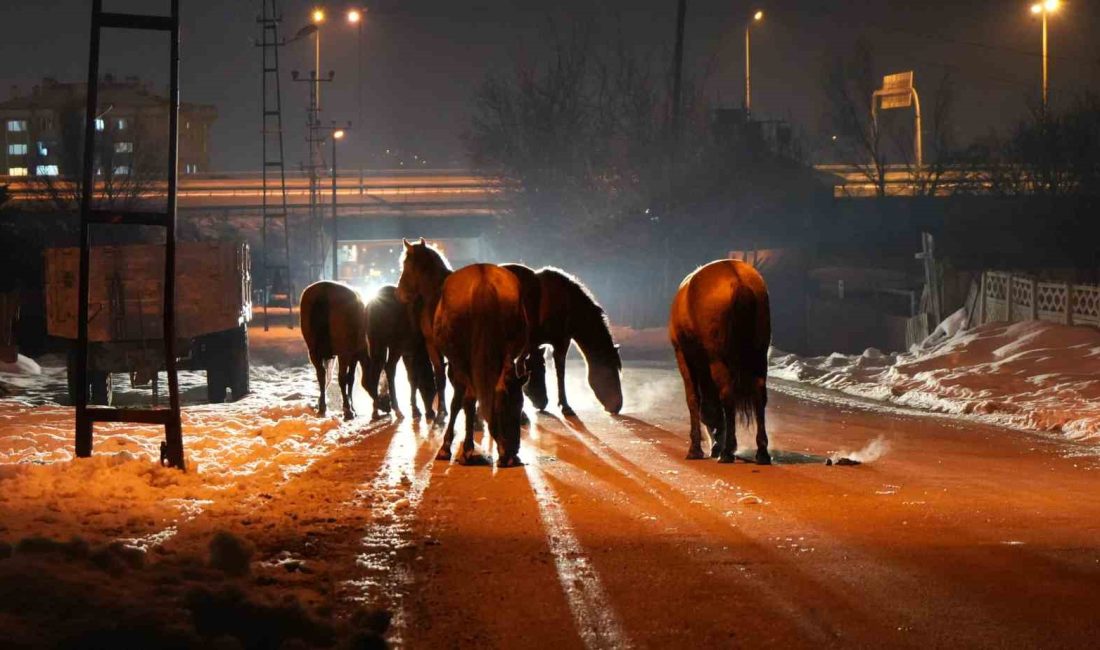 BOLU’DA AKŞAM SAATLERİNDE AT