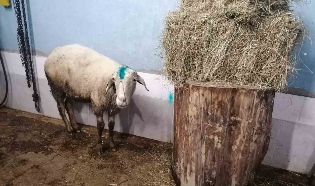 KASTAMONU’NUN ÇATALZEYTİN İLÇESİNDE KUZULARINI KORUMAK İSTERKEN KÖPEĞİN SALDIRISINA UĞRAYAN VE