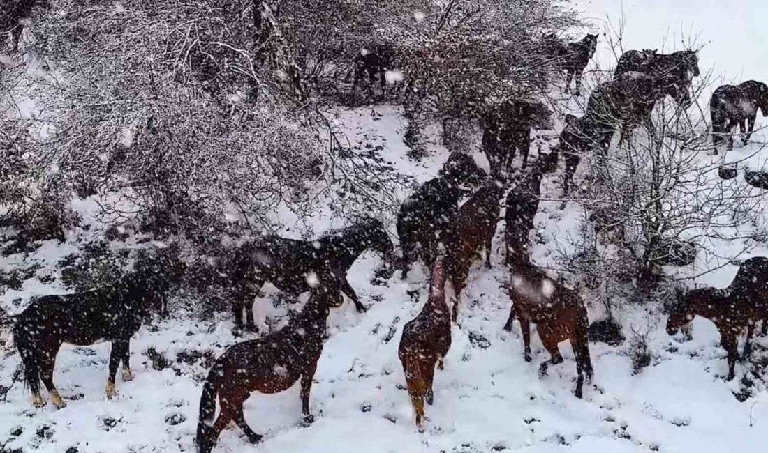 BOLU'NUN MEŞHUR AT YAYLASI’NDAKİ