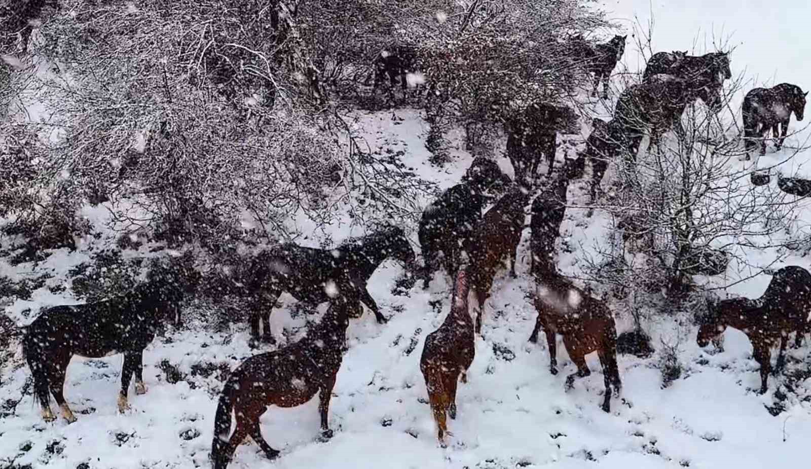 Yılkı atlarının sürü halinde karlar içinde dolaşması güzel ve muhteşem görüntüler ortaya çıkardı