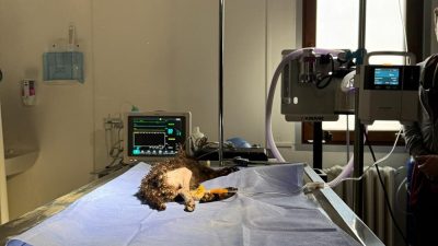 KASTAMONU ÜNİVERSİTESİ VETERİNER FAKÜLTESİ HAYVAN HASTANESİ'NE GETİRİLEN 2 AYLIK KEDİ,