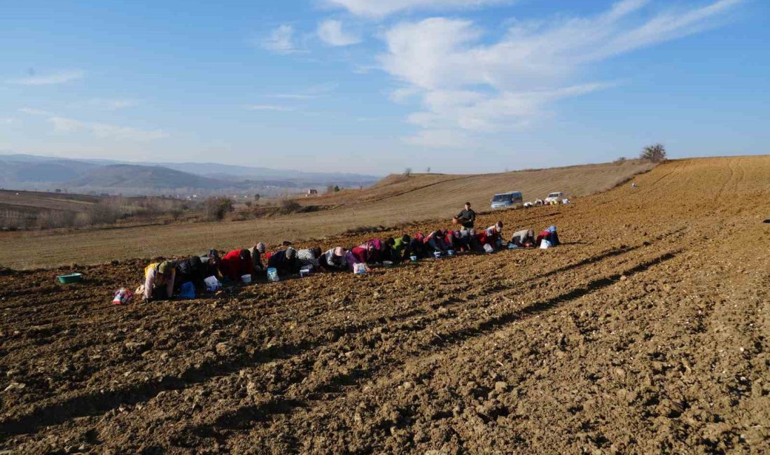 ÇİFTÇİSİNİN ‘BEYAZ ALTIN’ OLARAK