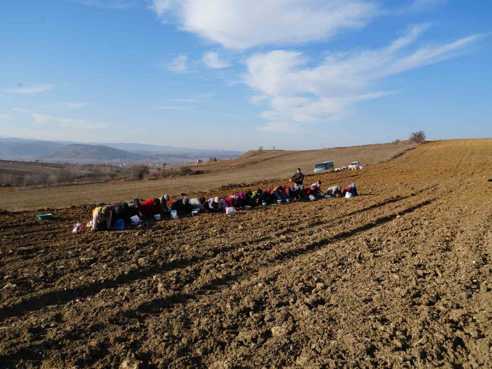 ÇİFTÇİSİNİN ‘BEYAZ ALTIN’ OLARAK ADLANDIRDIĞI TAŞKÖPRÜ SARIMSAĞININ EKİM ZAMANI BAŞLADI.