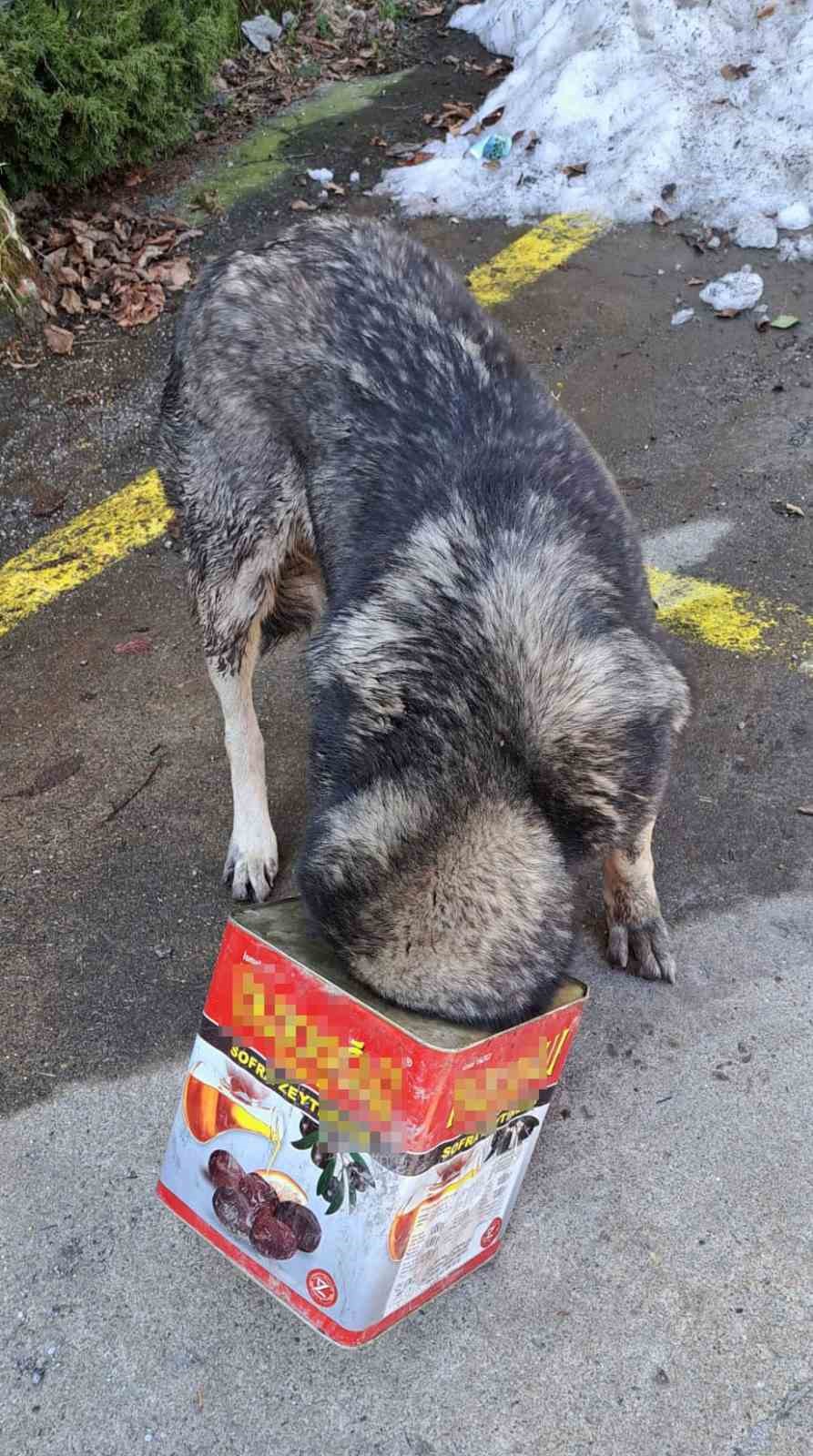 Bolu Dağı’nda yiyecek arayan köpek kafasını tenekeye sıkıştırdı