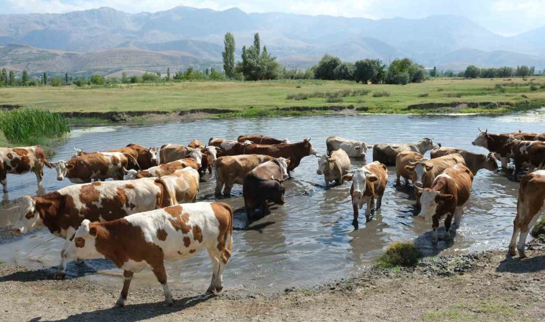 DÜZCE TARIM VE ORMAN