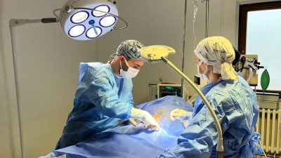 KASTAMONU ÜNİVERSİTESİ VETERİNER FAKÜLTESİ HAYVAN HASTANESİ’NDE, 6 YAŞINDAKİ DİŞİ PUG