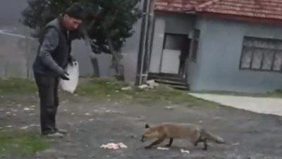 DÜZCE’NİN KAYNAŞLI İLÇESİNDE AÇ KALAN TİLKİ KÖYE İNDİ. VATANDAŞ “KAPIMIZA
