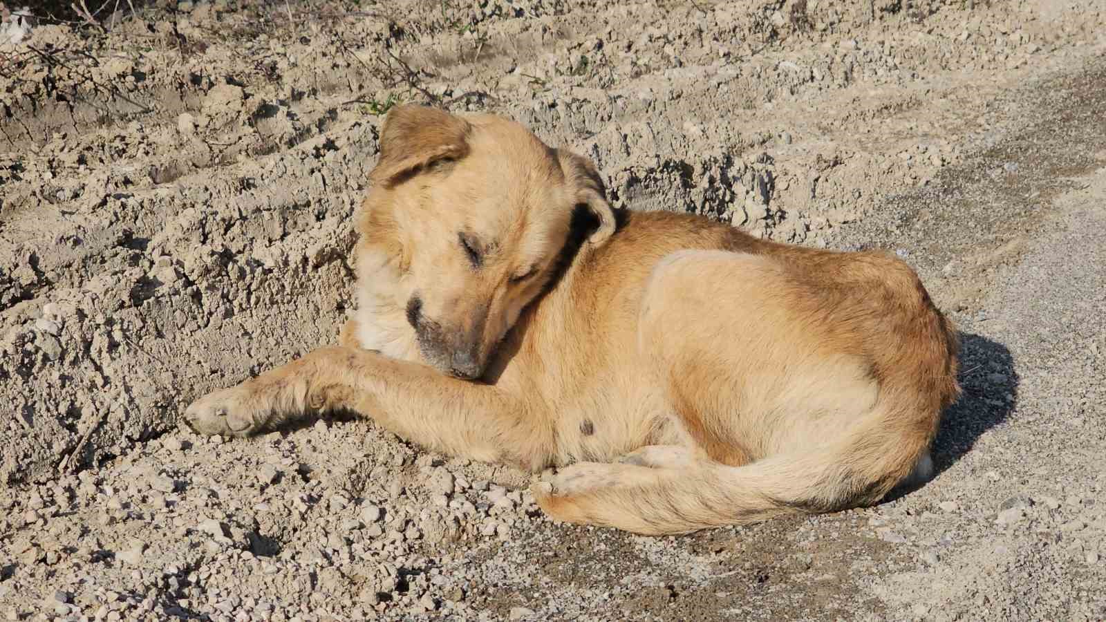 Kastamonu’da dehşet veren olay: 10 köpeği uyuşturup araziye attılar