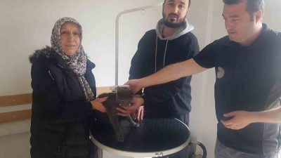 DÜZCE’NİN CUMAYERİ İLÇESİNDE YAŞAYAN "SUFLE" İSMİNDEKİ KEDİ KAYBOLDUKTAN 2 GÜN