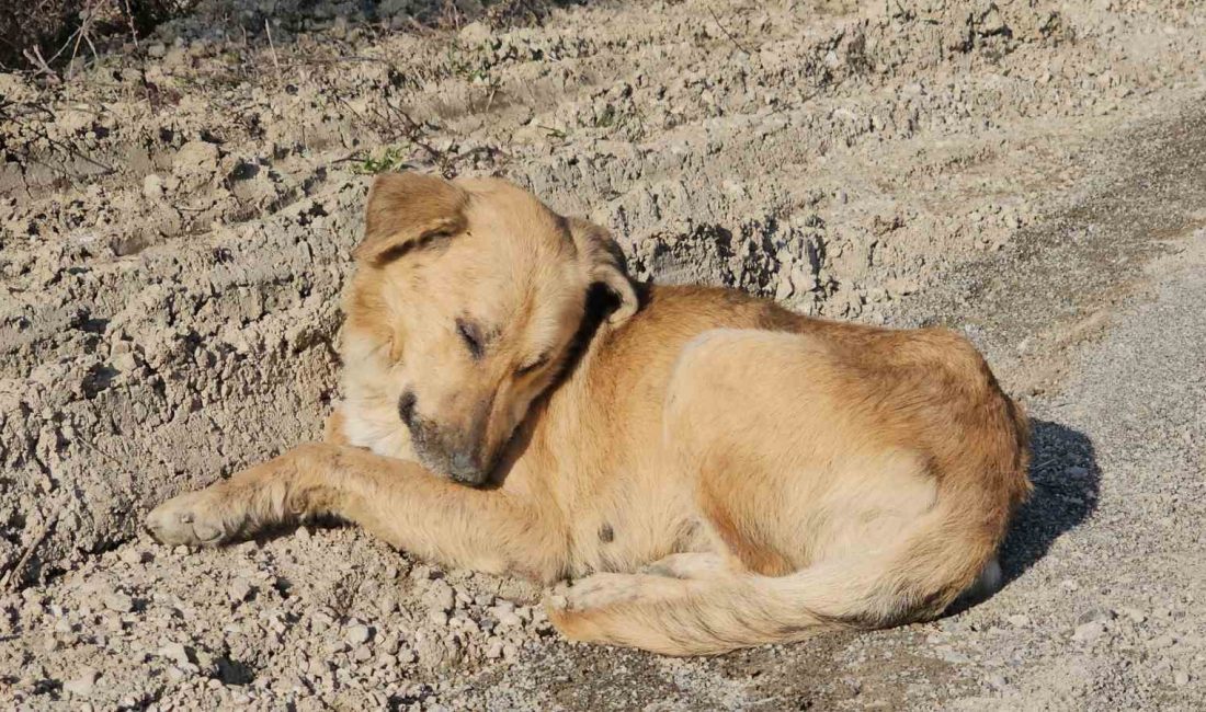 KASTAMONU'NUN CİDE İLÇESİNDE 10 KÖPEĞİN UYUŞTURULARAK BOŞ ARAZİDE ÖLÜME TERK