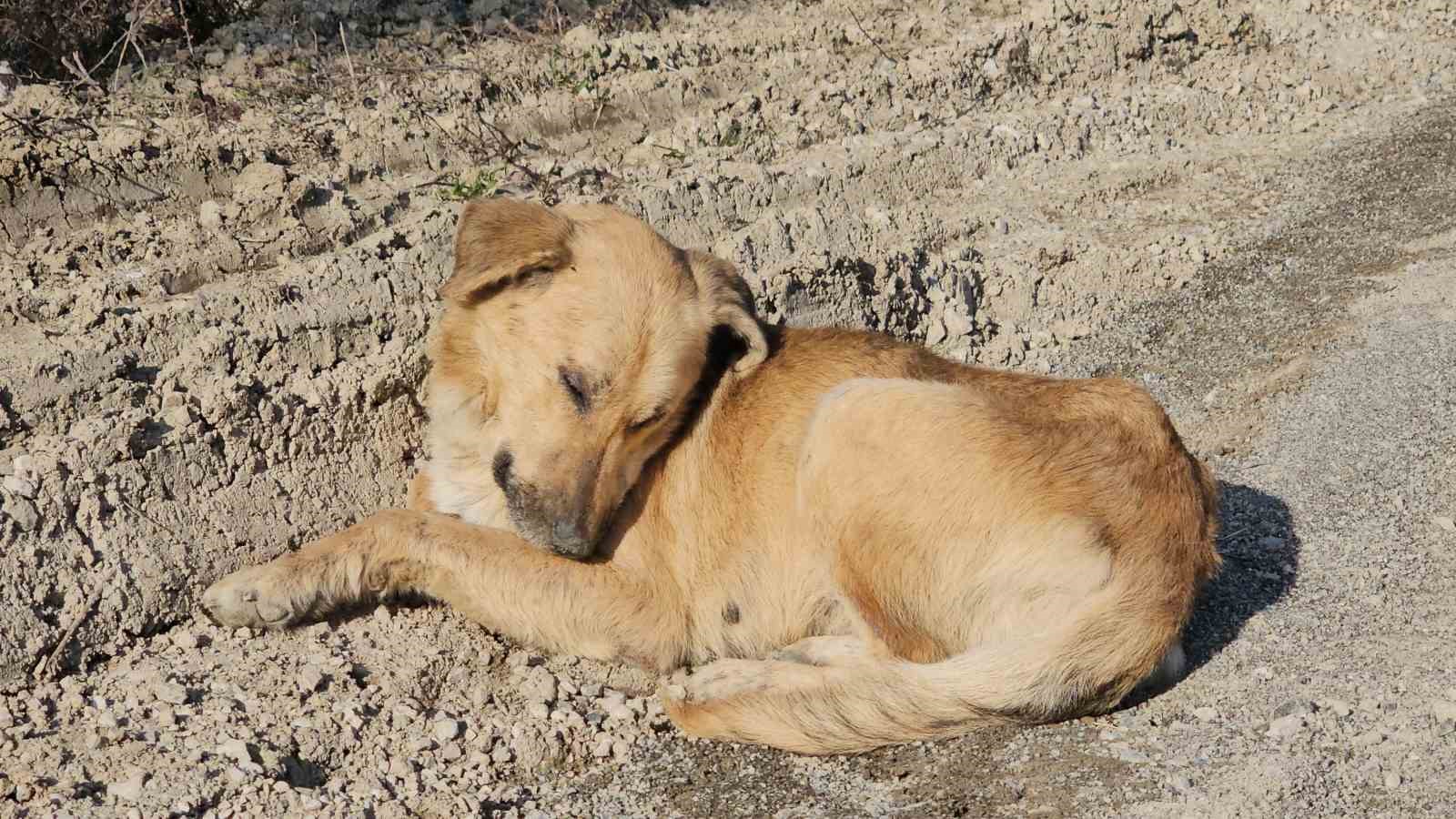 KASTAMONU'NUN CİDE İLÇESİNDE 10 KÖPEĞİN UYUŞTURULARAK BOŞ ARAZİDE ÖLÜME TERK