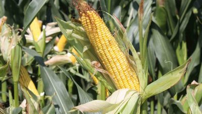 DÜZCE VALİLİĞİ İL ÖZEL İDARESİ TARAFINDAN MISIR ÜRETİCİSİNE GÜBRE DESTEĞİ