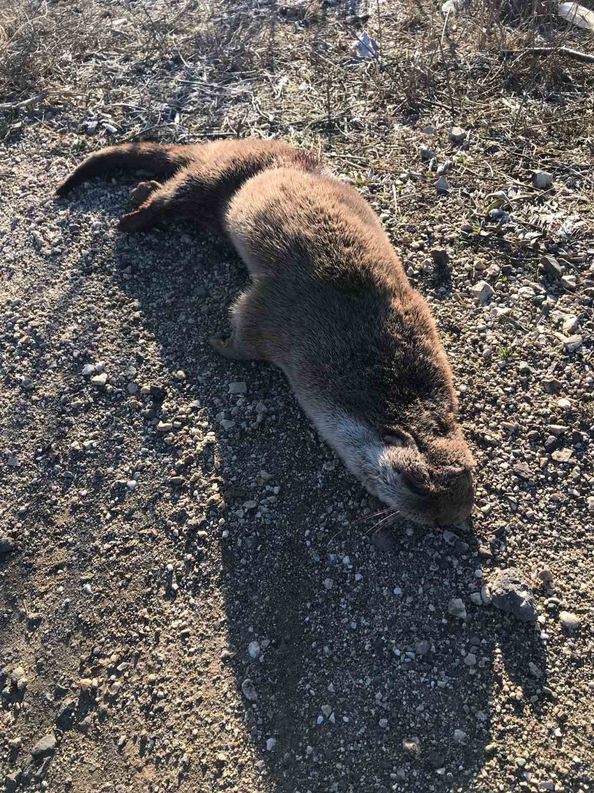 KASTAMONU-TAŞKÖPRÜ KARAYOLU ÜZERİNDE NESLİ TÜKENMEK ÜZERE OLAN SU SAMURUNA ARAÇ