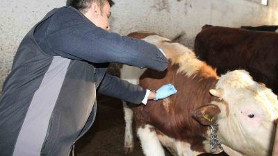 DÜZCE’DE HAYVAN HASTALIK VE ZARARLILARI İLE MÜCADELE PROGRAMI ÇERÇEVESİNDE BÜYÜKBAŞ