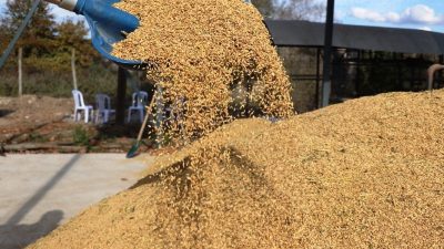 DÜZCE’DE ÇELTİK YETİŞTİRİCİLİĞİNİN ARTIRILMASI VE COĞRAFİ İŞARETLİ KONURALP PİRİNCİNE KATKI