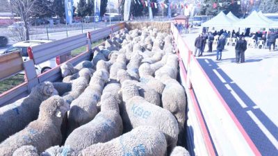 KOCAELİ'DE KÜÇÜKBAŞ HAYVANCILIĞIN GELİŞMESİ İÇİN HAYATA GEÇİRİLEN PROJE KAPSAMINDA ÜRETİCİLERE