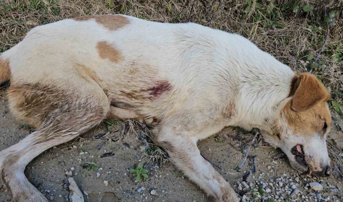 KASTAMONU'NUN CİDE İLÇESİNDE ANESTEZİ UYGULANARAK ÖLÜME TERK EDİLEN 10 KÖPEĞİ