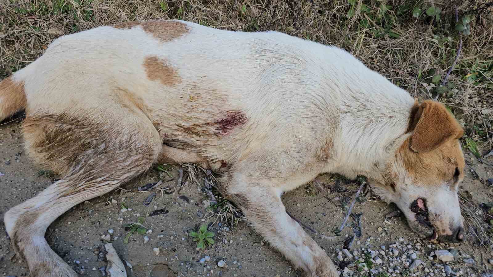 KASTAMONU'NUN CİDE İLÇESİNDE ANESTEZİ UYGULANARAK ÖLÜME TERK EDİLEN 10 KÖPEĞİ