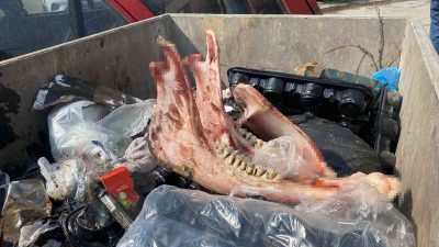 DÜZCE’DE ÇÖP KONTEYNIRINDA BULUNAN ETİ SIYRILMIŞ KEMİKLERİN ATA AİT OLDUĞU