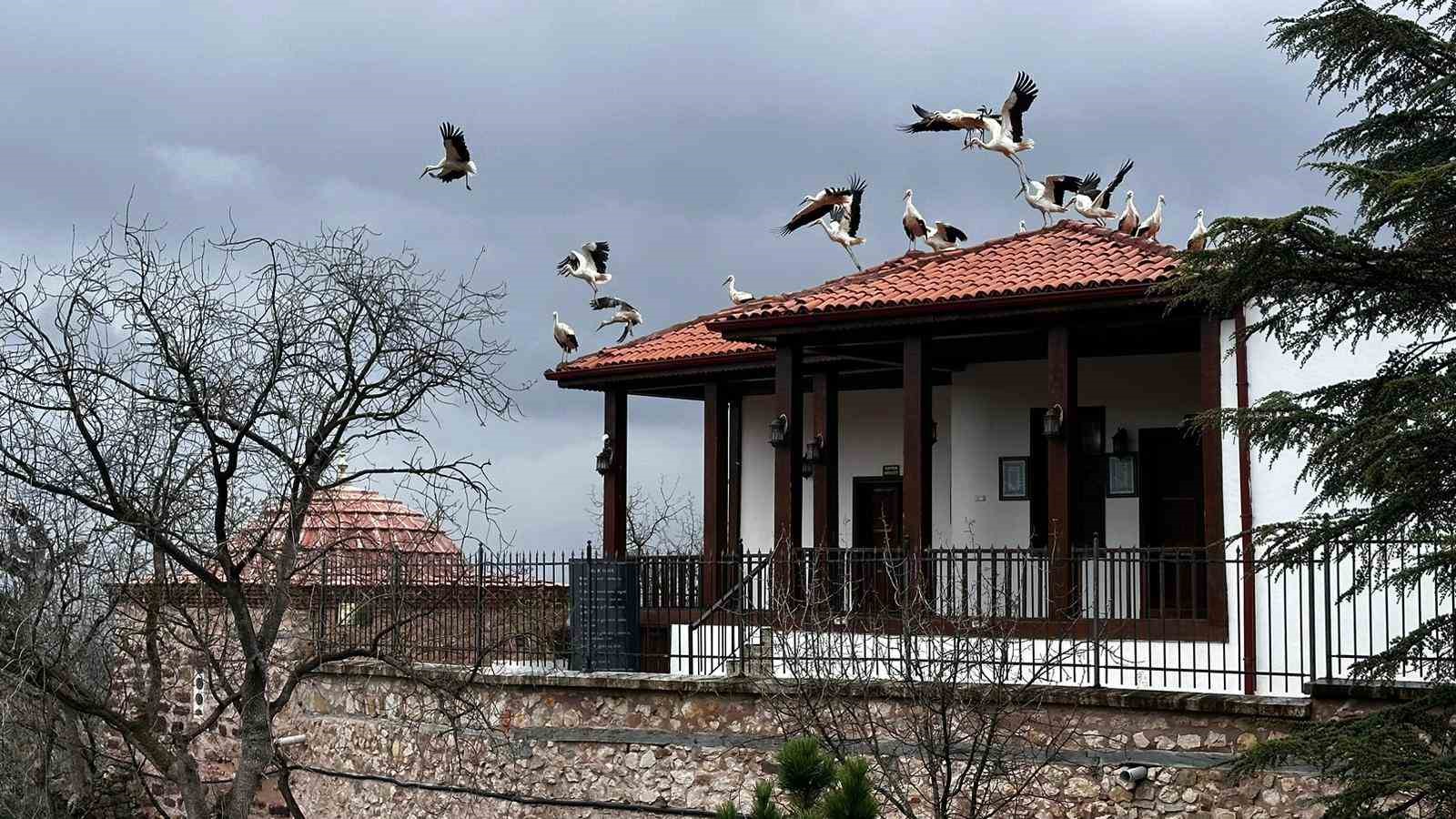 Baharın gelişiyle göç eden leylekler Şeyh Edebali Türbesi’nde de mola verdi