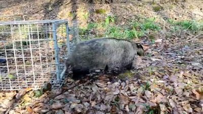 DÜZCE’DE BİR FABRİKADA İŞ MAKİNESININ MOTOR KISMINA GİREN PORSUK EKİPLER