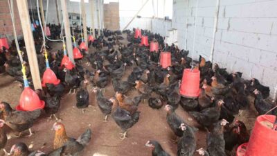 KOCAELİ'DE "DOĞAL SALMA YUMURTA TAVUKÇULUĞU PROJESİ" PROJESİ ÇERÇEVESİNDE ÜRETİCİLERE YÜZDE