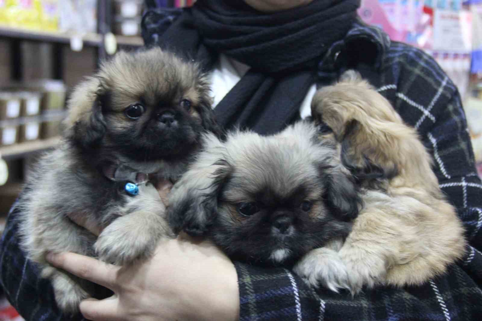 Köpekle önce ilgilendi sonra peşine takıp çaldı