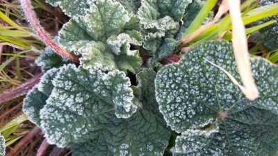 DÜZCE’DE ZİRAİ DON RİSKİNE KARŞI ÜRETİCİLER UYARILDI.