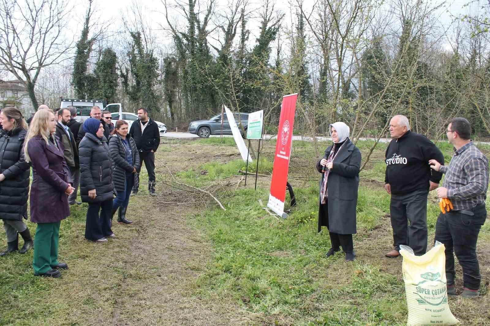 Örnek fındık bahçeleri oluşturuluyor