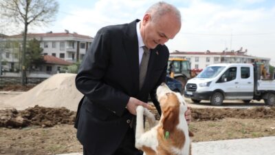 DÜZCE BELEDİYESİ, BAŞIBOŞ VE SALDIRGAN SOKAK KÖPEKLERİ İLE İLGİLİ SORUNU