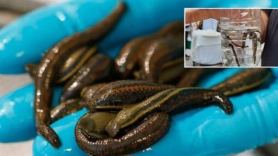 DÜZCE TARIM VE ORMAN MÜDÜRLÜĞÜNDEN YAPILAN DUYURUDA SÜLÜK TÜRLERİNİN 15