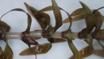 BİLİM İNSANLARI DÜNYADA BİRÇOK ÜLKE İÇİN İSTİLACI BİR TÜR OLARAK