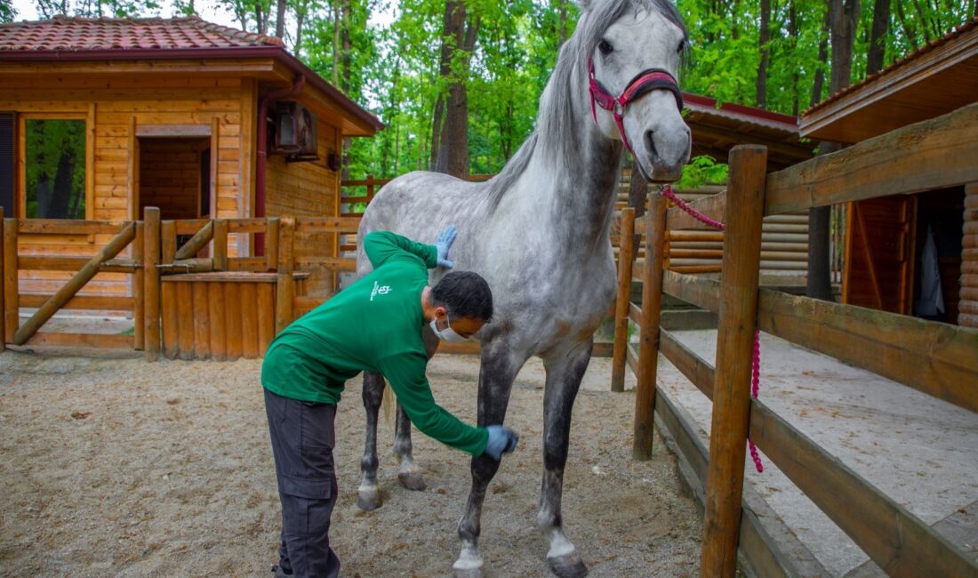 AVRUPA’NIN EN BÜYÜK DOĞAL