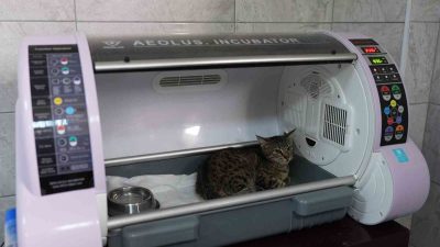 DÜZCE BELEDİYESİ SOKAK HAYVANLARI GEÇİCİ BAKIMEVİ VE REHABİLİTASYON MERKEZİ, YARALI,