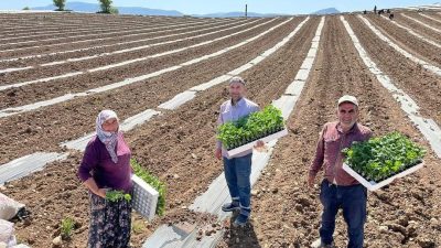 BİLECİK'İN KARPUZUYLA MEŞHUR İLÇESİ OSMANELİ'NDE FİDELER TOPRAKLA BULUŞTU.