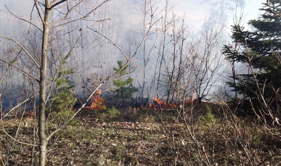 KASTAMONU'NUN DADAY İLÇESİNDE ORMANLIK ALANDA ÇIKAN YANGIN EKİPLER TARAFINDAN SÖNDÜRÜLDÜ.