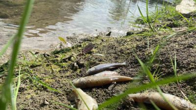 TARIM SEZONUNUN AÇILMASI İLE YAPILAN BİLİNÇSİZ İLAÇLAMALAR VE ÇEVREYE RASTGELE