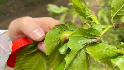 DÜZCE’NİN GÖLYAKA İLÇESİNDE GAL ARASI İLE MÜCADELE İÇİN BÖCEKLER DOĞAYA