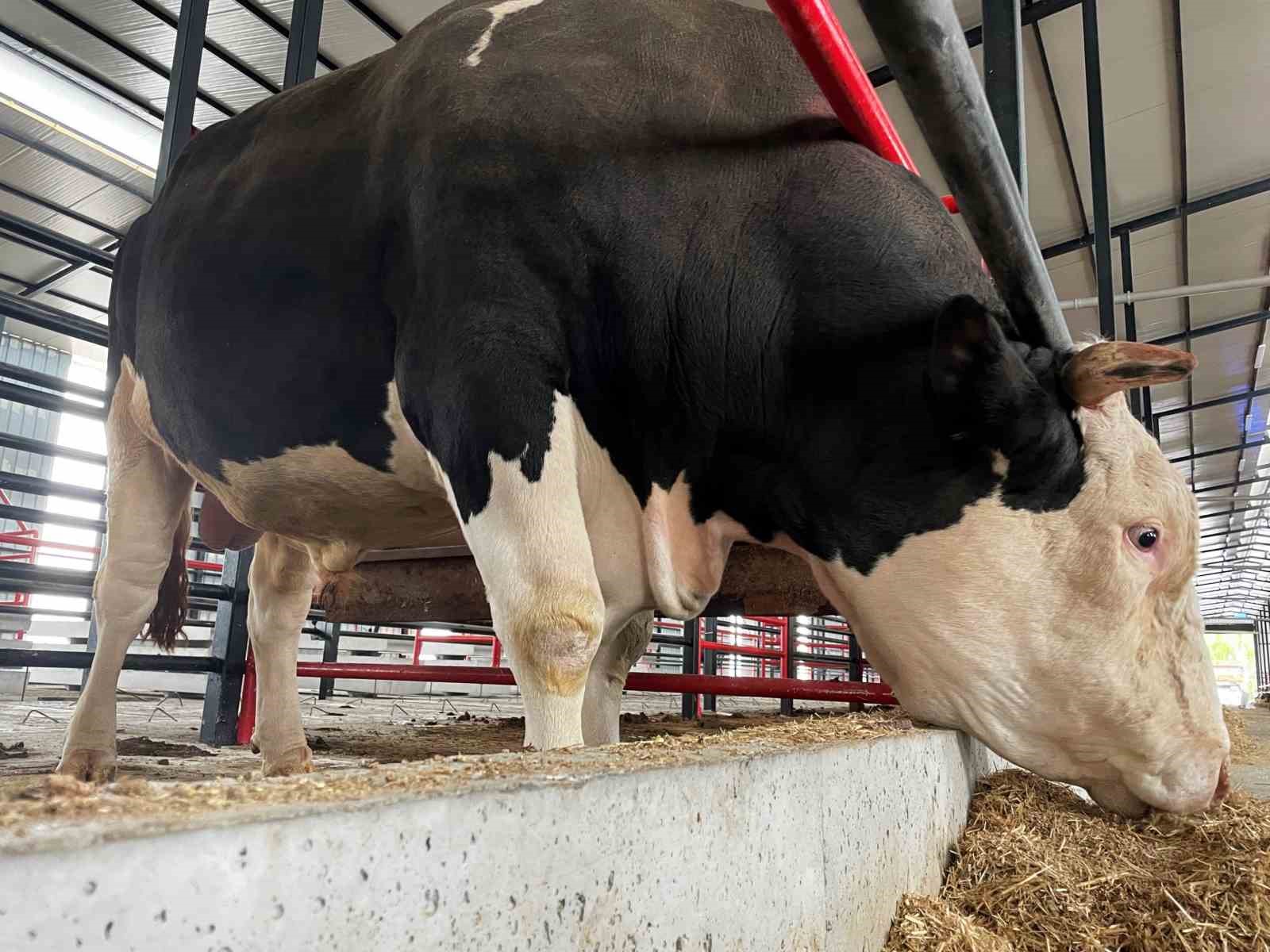 Bu tosunun fiyatı da ağırlığı da bir otomobil kadar: Tam 1,6 ton