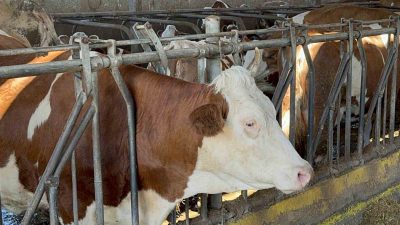 DÜZCE’DE SÜT SAĞIMI YAPILAN ÇİFTLİKTE BAKANLIĞIN VERDİĞİ TEŞVİK İLE TEKNOLOJİYİ