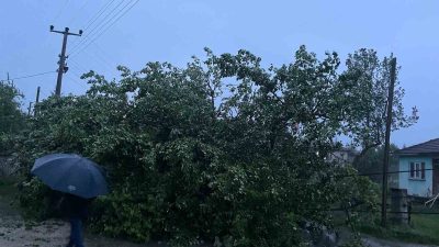 DÜZCE’DE ANİDEN BASTIRAN ŞİDDETLİ YAĞIŞ VE RÜZGAR SEBEBİ İLE AĞAÇ