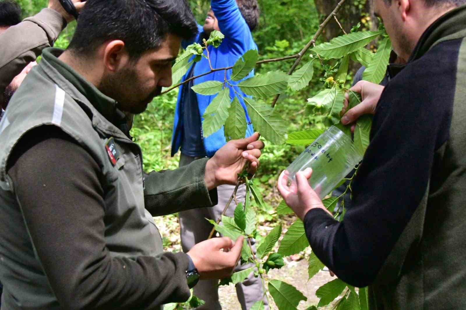 KARADENİZ BÖLGESİNDE GÖRÜLEN VE KESTANE AĞAÇLARINI KURUTAN GAL ARISIYLA MÜCADELE