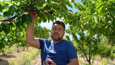 BAŞKA BİR KİRAZ ÜRETİCİSİ FATİH TURAN İSE TOPLADIĞI KİRAZI KÜRE