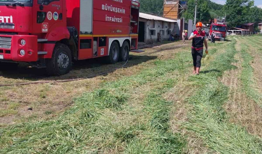 SAKARYA’NIN AKYAZI İLÇESİNDE TAVUK