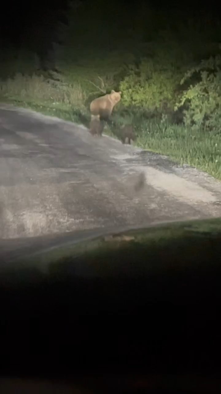 KASTAMONU'NUN İHSANGAZİ İLÇESİNDE YOLAN İNEN AYI VE İKİ YAVRUSU VATANDAŞLAR