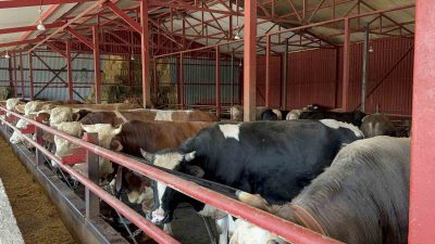 DÜZCE'DE, TARIM VE ORMAN BAKANLIĞI'NIN BAŞLATTIĞI "UZMAN ELLER PROJESİ"NDEN FAYDALANAN