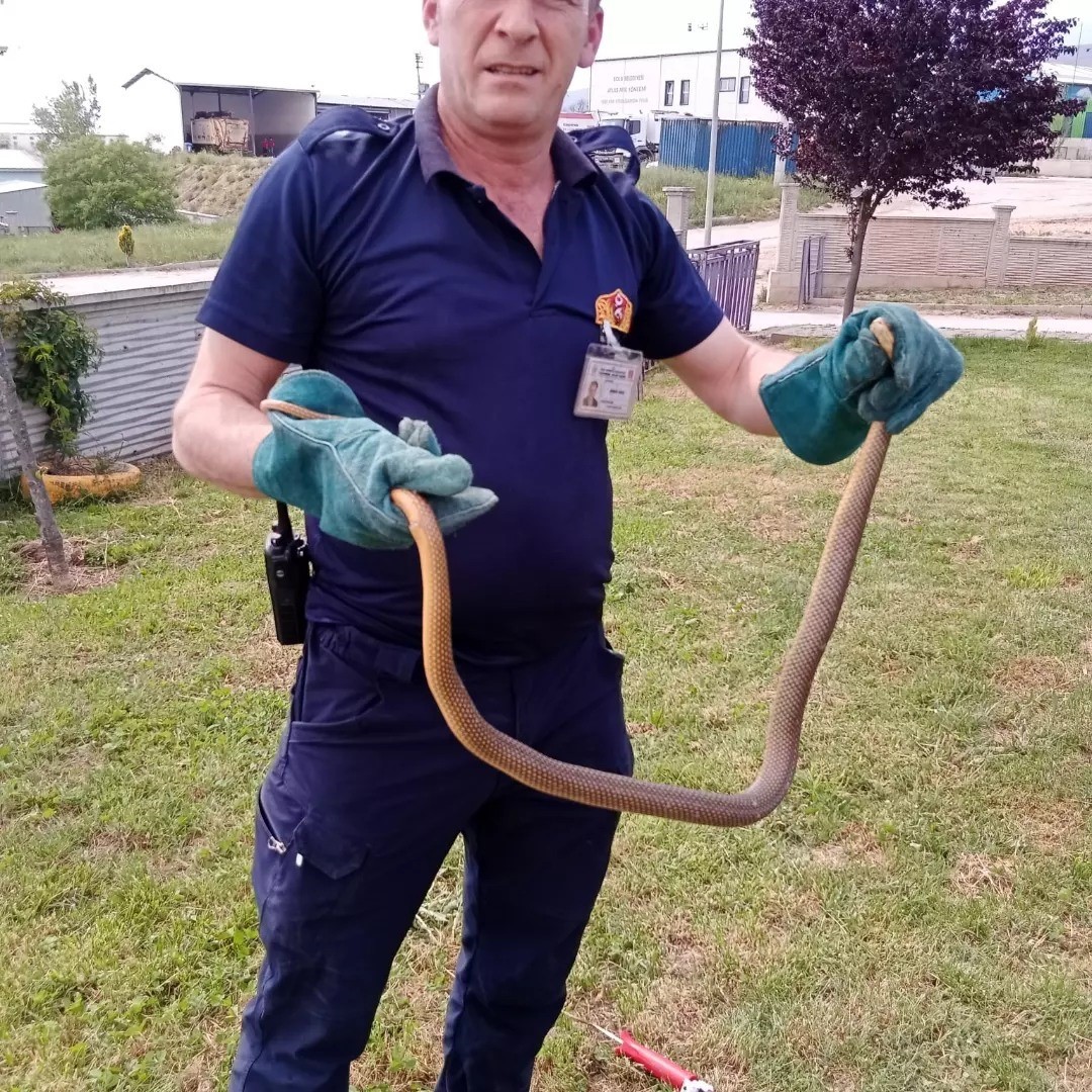 Bolu’da yılan paniği