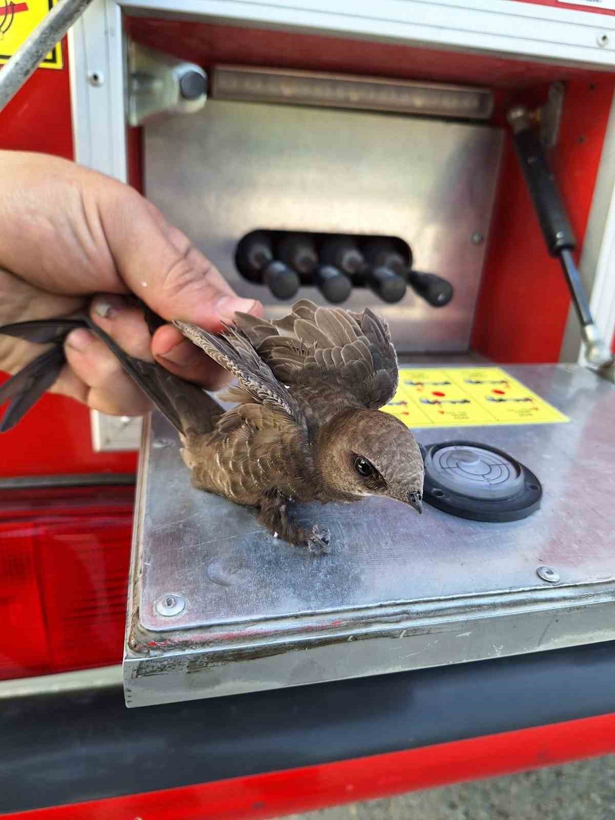 Çatıya sıkışan ebabil kuşu kurtarıldı